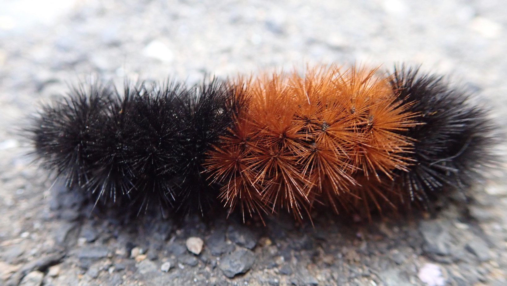 woolly bear caterpillar