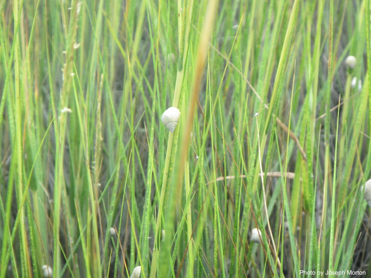 Grazing snails parasite fish report