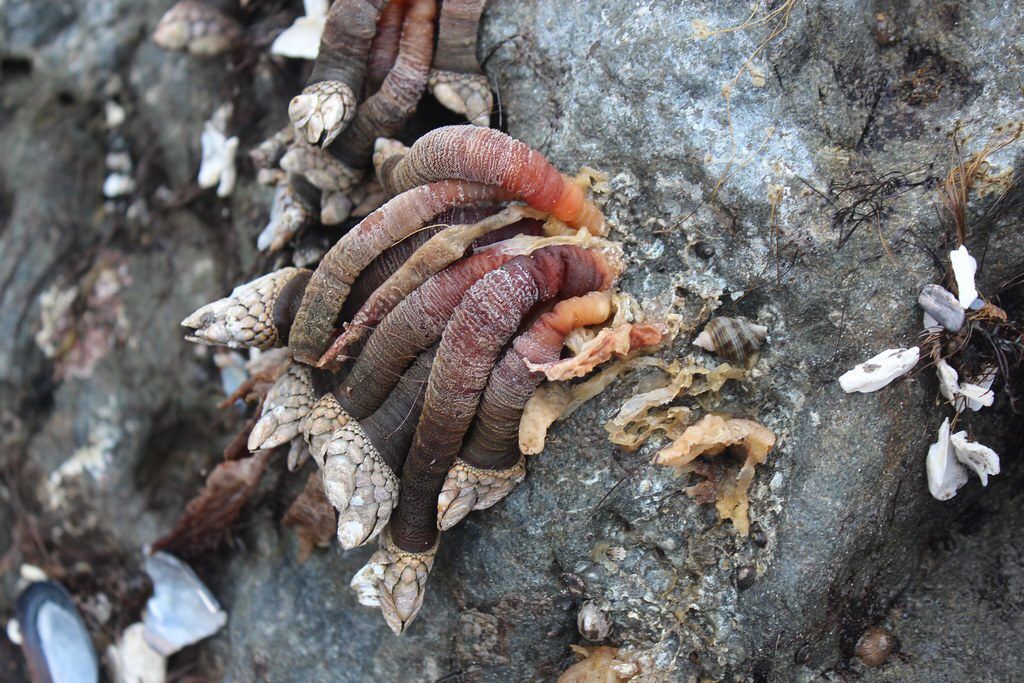 Gooseneck barnacles