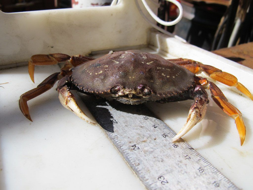 Dungeness Crab