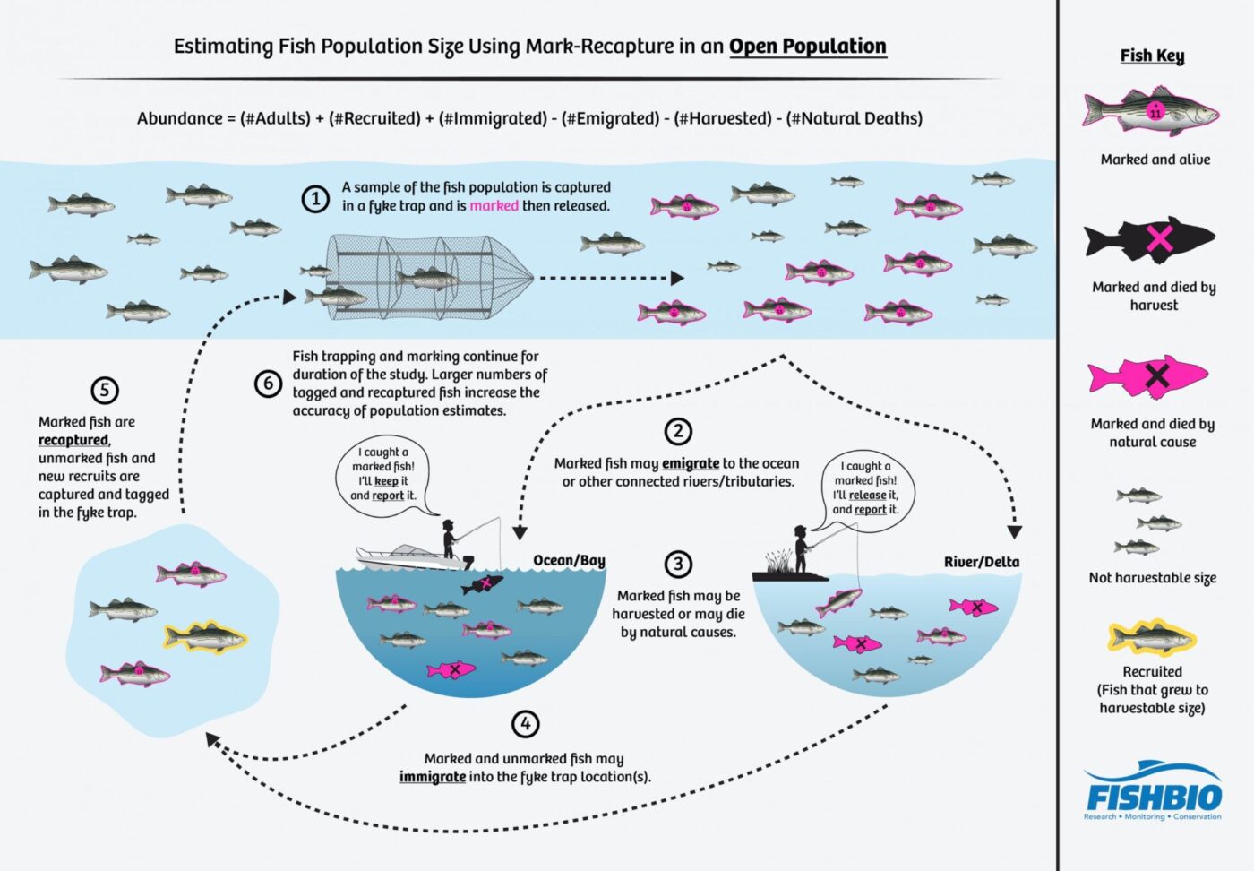 Mark Recapture