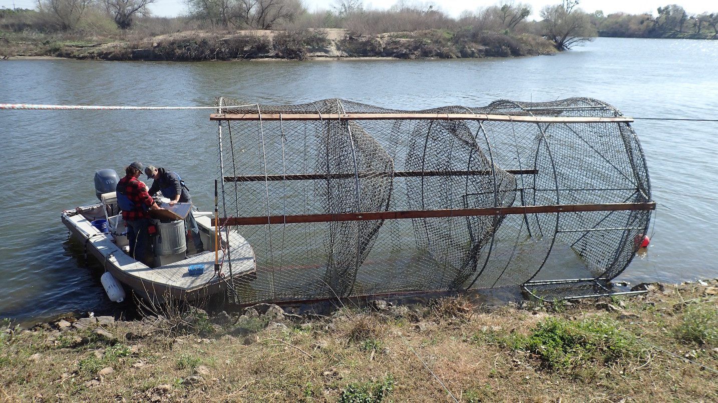 Processing catch from a fyke trap