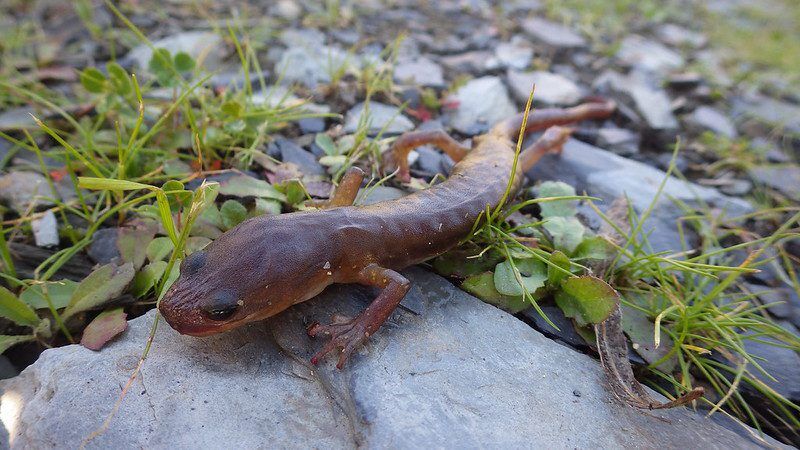 Arboreal salamander