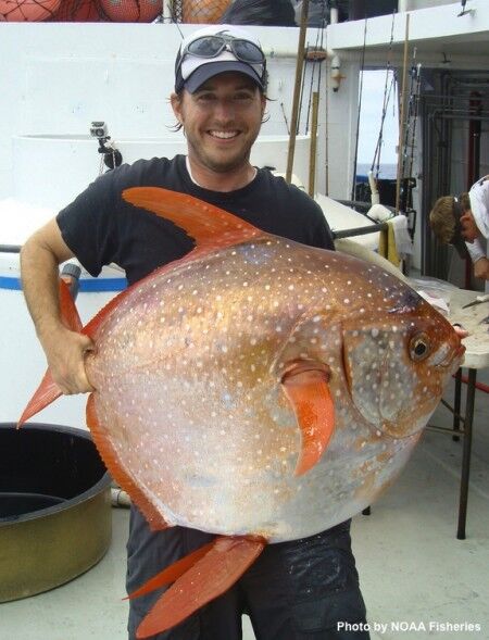 Opah in hand