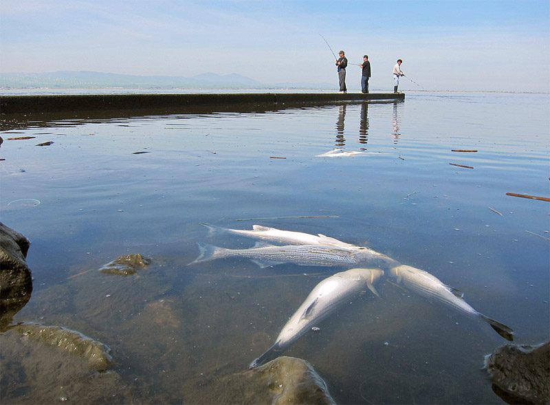 California Striped Bass Regulations