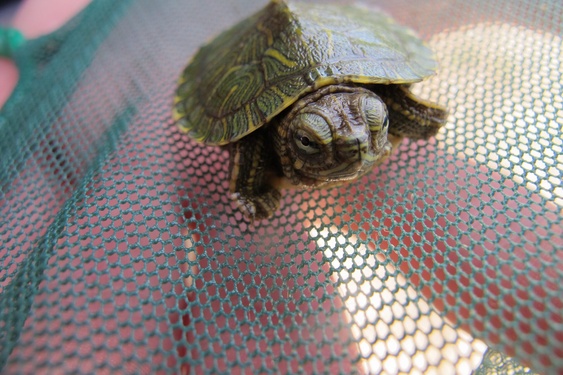 Little red-eared slider on a net
