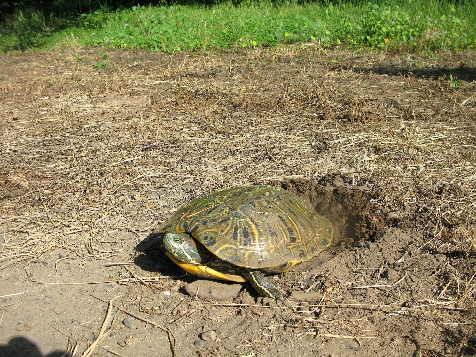 red-eared slider-1