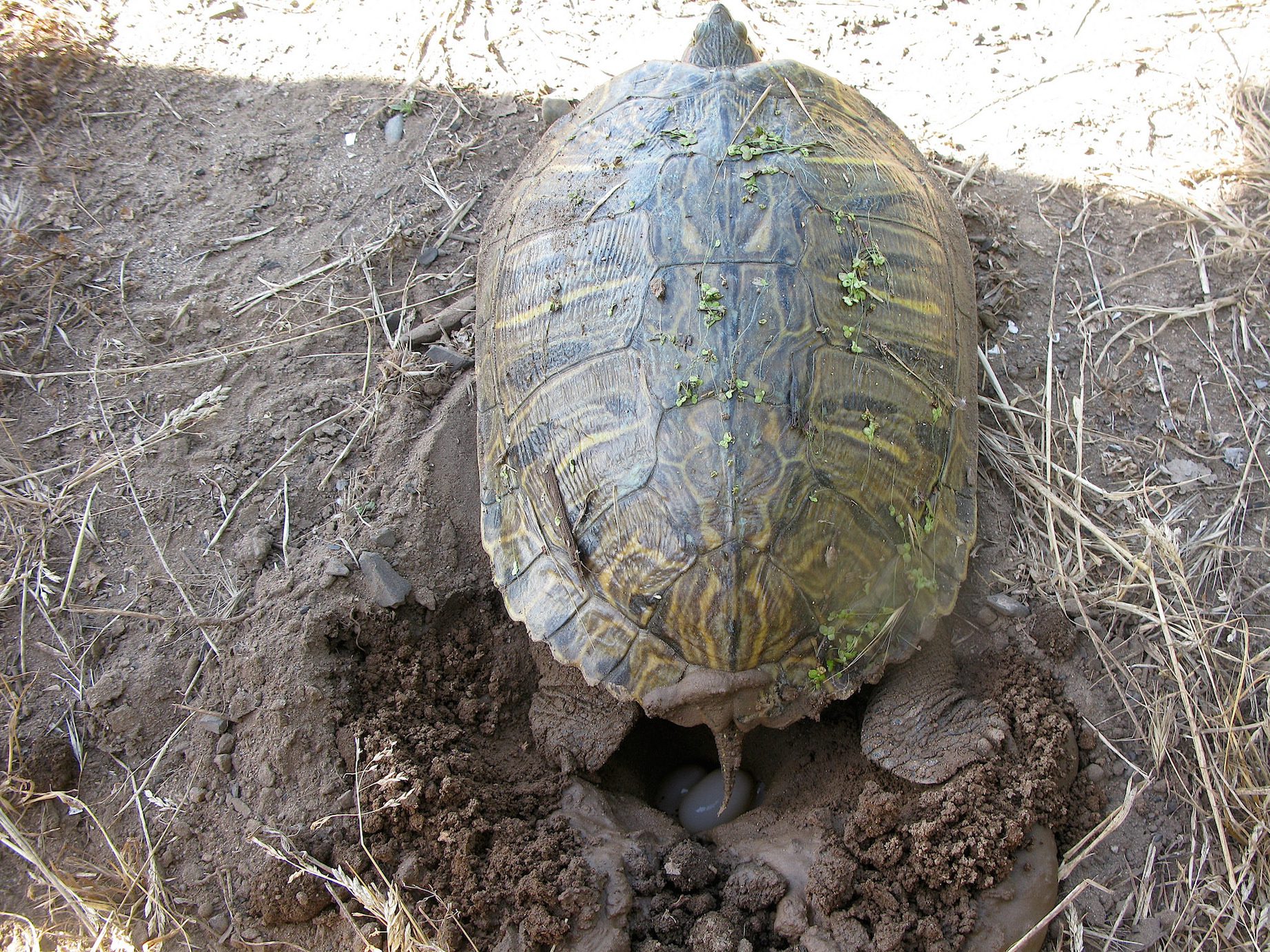 red-eared slider-2
