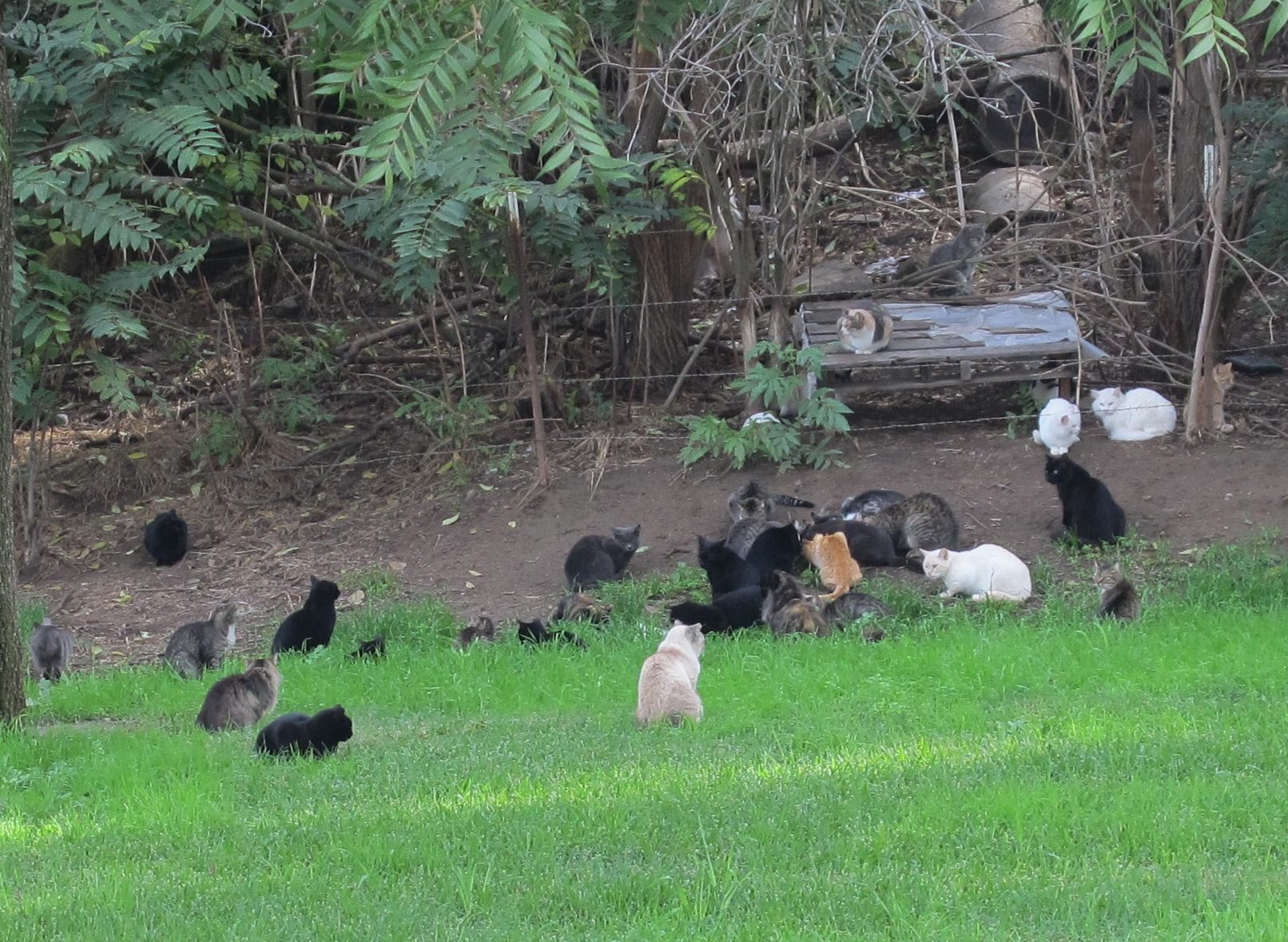 Feral cats