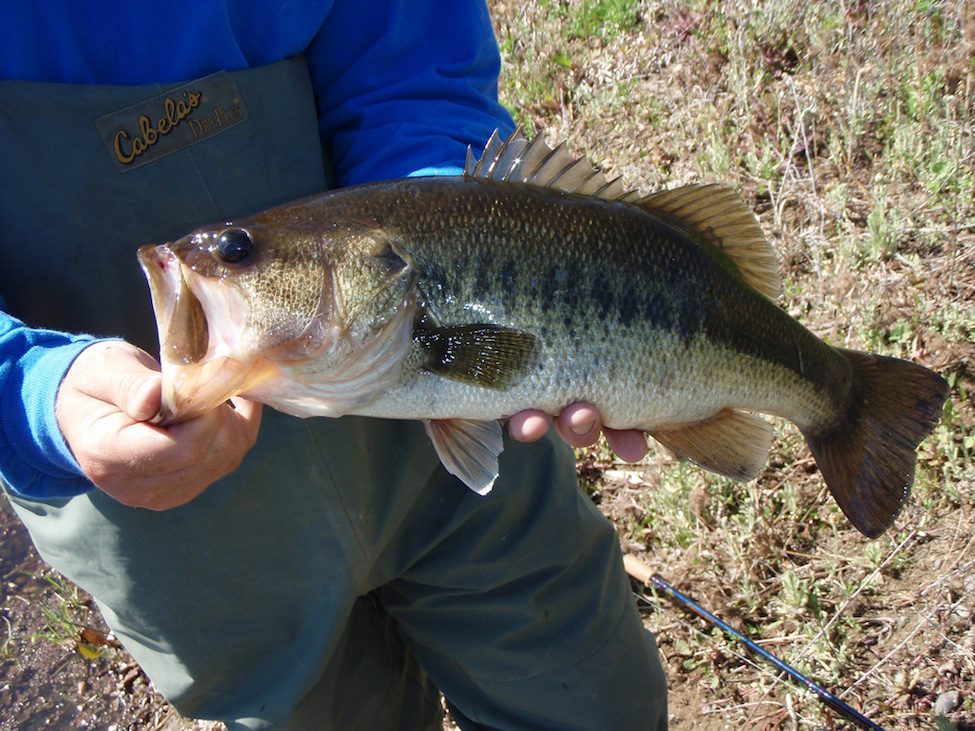 Adult Largemouth Bass