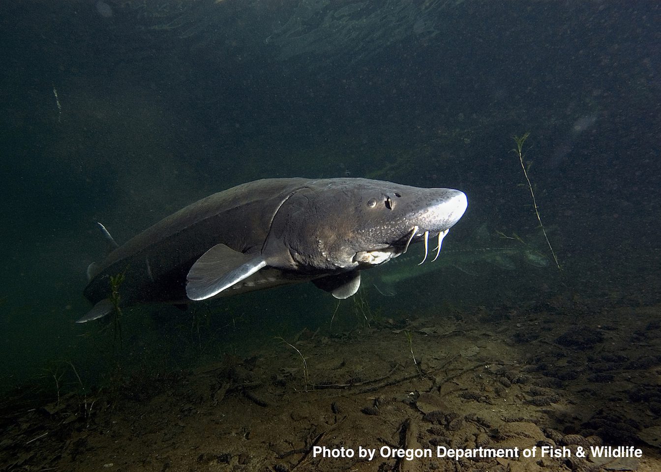 White sturgeon