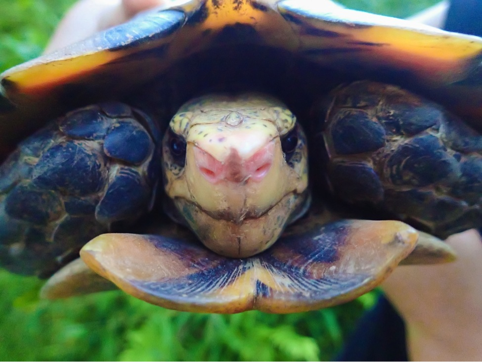 tortoise